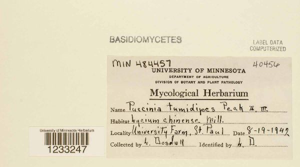 Puccinia tumidipes image