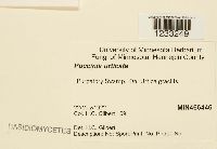 Puccinia urticata image