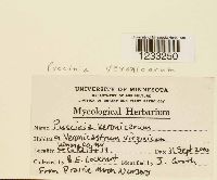 Puccinia albulensis image