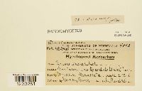 Puccinia vexans image