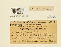 Puccinia vexans image