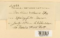 Puccinia vilfae image