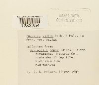 Puccinia vilfae image