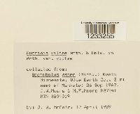 Puccinia vilfae image