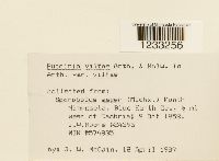 Puccinia vilfae image