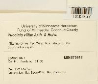 Puccinia vilfae image