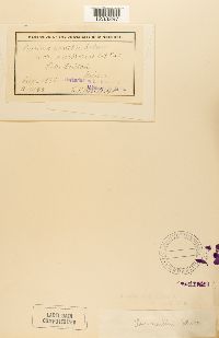 Puccinia xanthii image