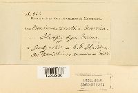 Puccinia xanthii image