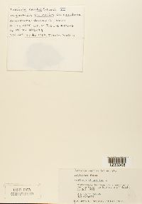 Puccinia xanthii image