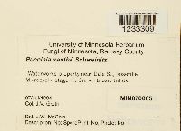 Puccinia xanthii image