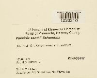 Puccinia xanthii image