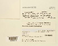 Puccinia xanthii image