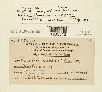 Puccinia xanthii image