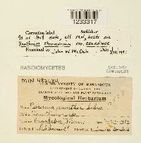 Puccinia xanthii image