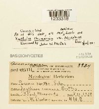 Puccinia xanthii image