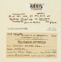 Puccinia xanthii image