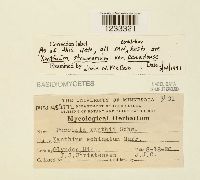 Puccinia xanthii image