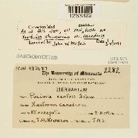 Puccinia xanthii image