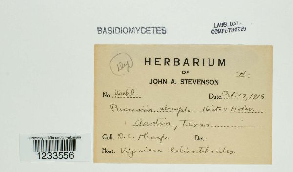 Puccinia abrupta image