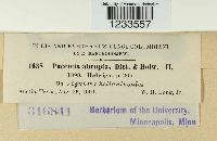 Puccinia abrupta image