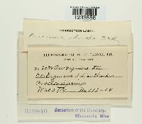 Puccinia abrupta image