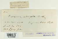 Puccinia abrupta image