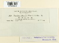 Puccinia abrupta image