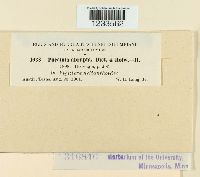 Puccinia abrupta image