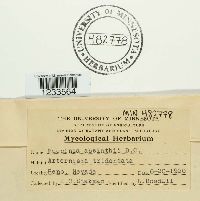 Puccinia chrysanthemi image