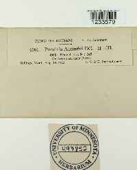 Puccinia chrysanthemi image