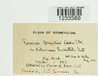 Puccinia chrysanthemi image