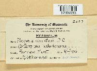 Puccinia chrysanthemi image