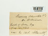 Puccinia chrysanthemi image