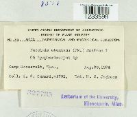 Puccinia abundans image