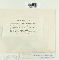 Puccinia abundans image