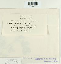 Puccinia abundans image