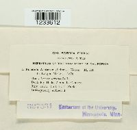 Puccinia acetosae image