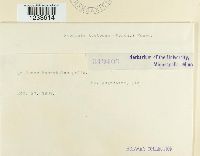 Puccinia acetosae image