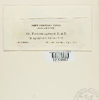 Puccinia recondita image