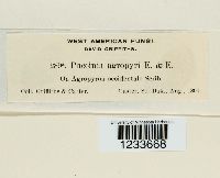 Puccinia recondita image