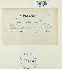 Puccinia recondita image