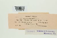 Puccinia recondita image