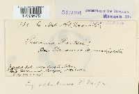 Puccinia albulensis image