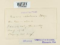 Puccinia albulensis image