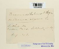 Puccinia albulensis image