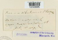 Puccinia albulensis image