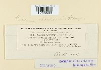 Puccinia albulensis image