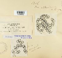 Puccinia albulensis image