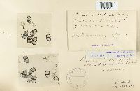 Puccinia albulensis image