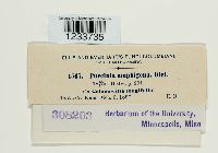 Puccinia amphigena image